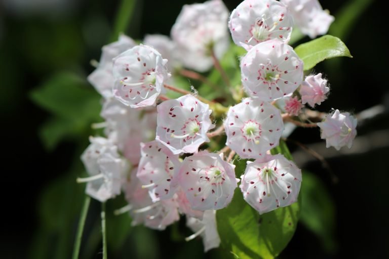 Mountain-Laurel-Kalmia-latifolia