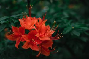 flame-azalea-rhododendron-calendulaceum