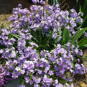 Purple Phlox Flower