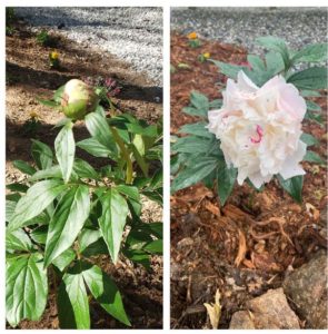 Shirley-Temple-Peony-Plant-Bloom