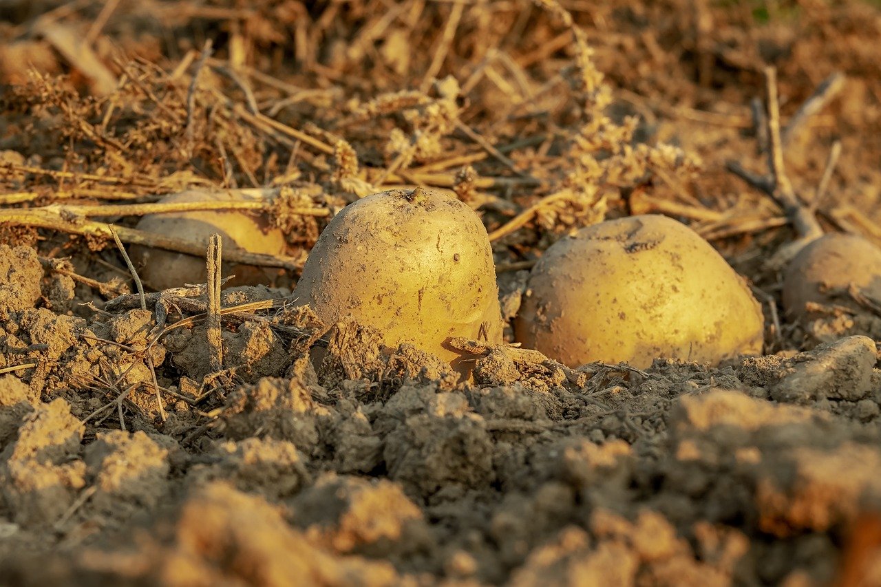 Potato-Harvest